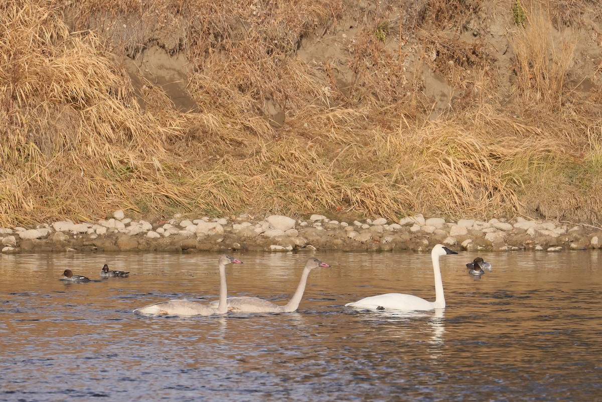 Trumpeter Swan - ML645235542