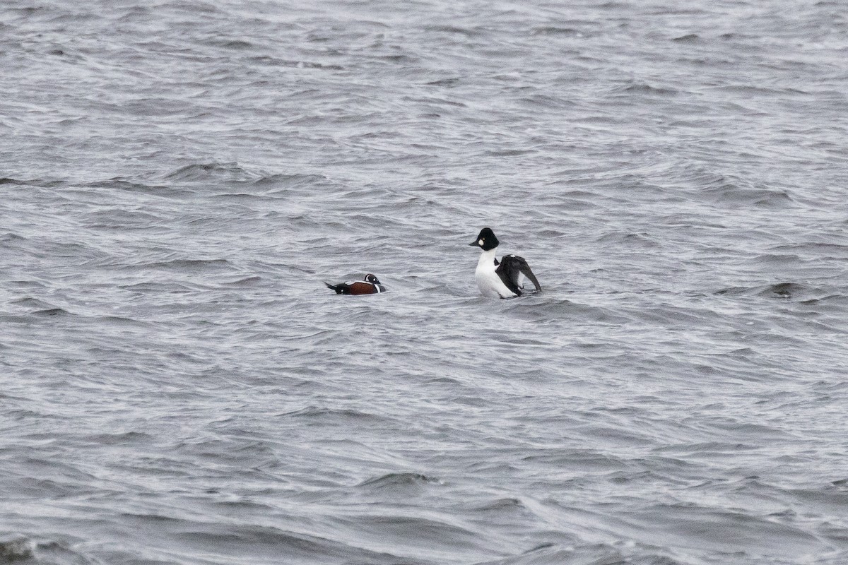 Common Goldeneye - ML645235543