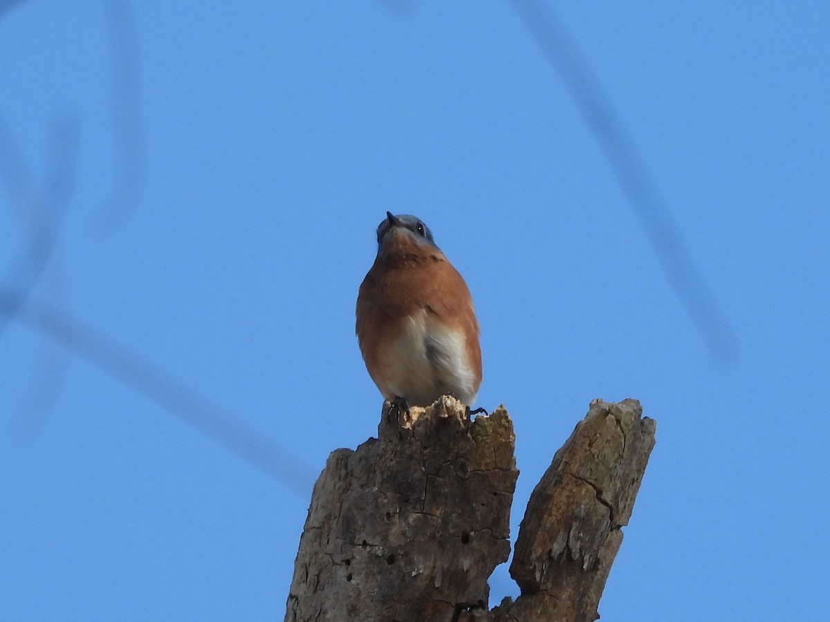 Блакитник східний - ML645235551