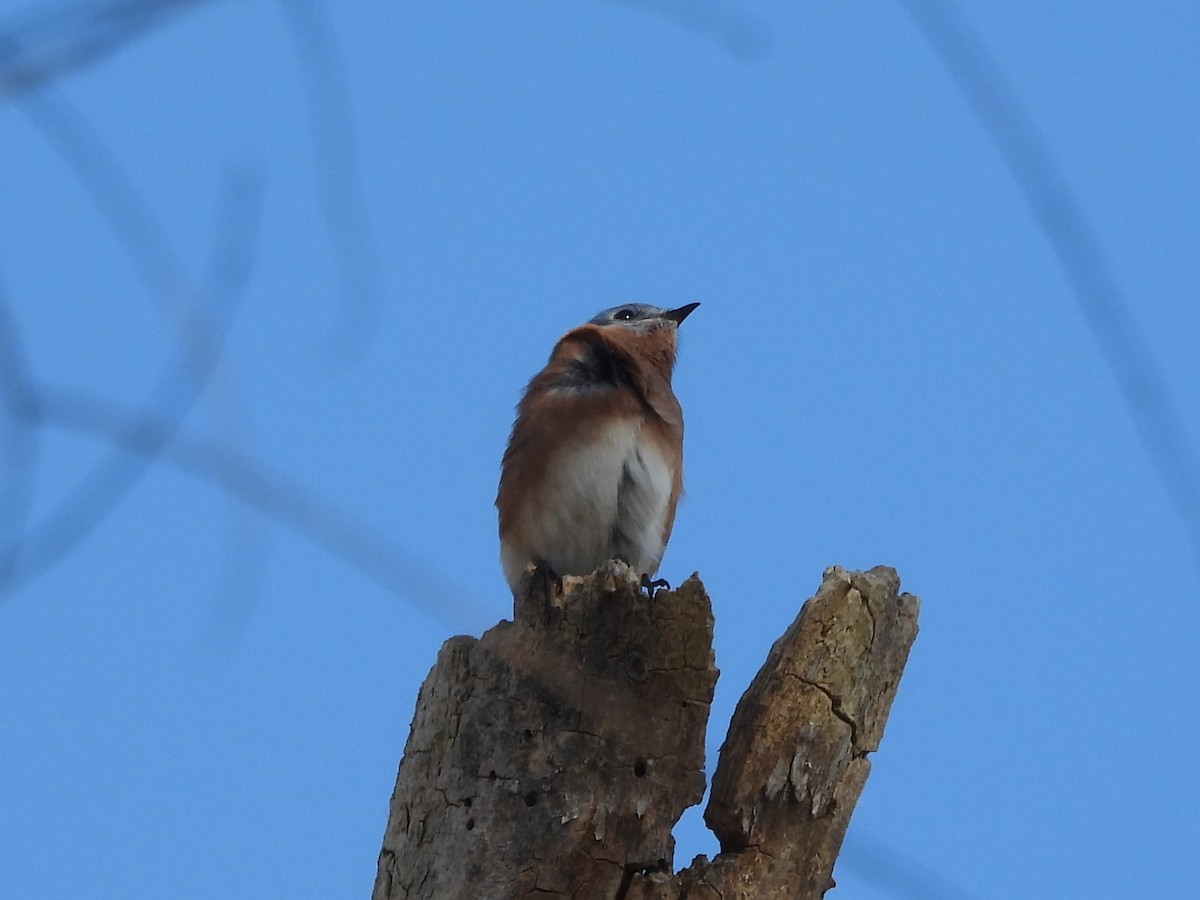 Блакитник східний - ML645235552