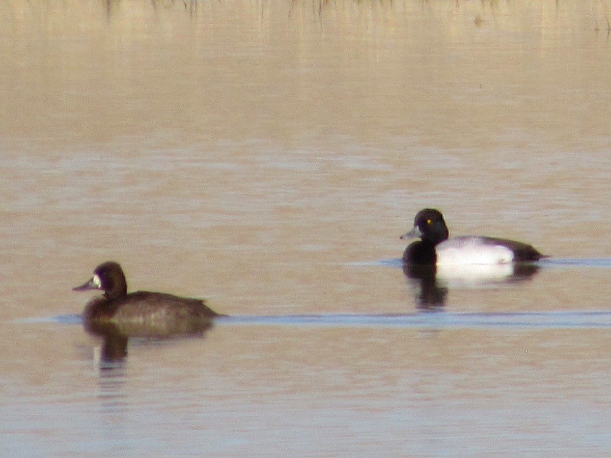 Lesser Scaup - ML645235558