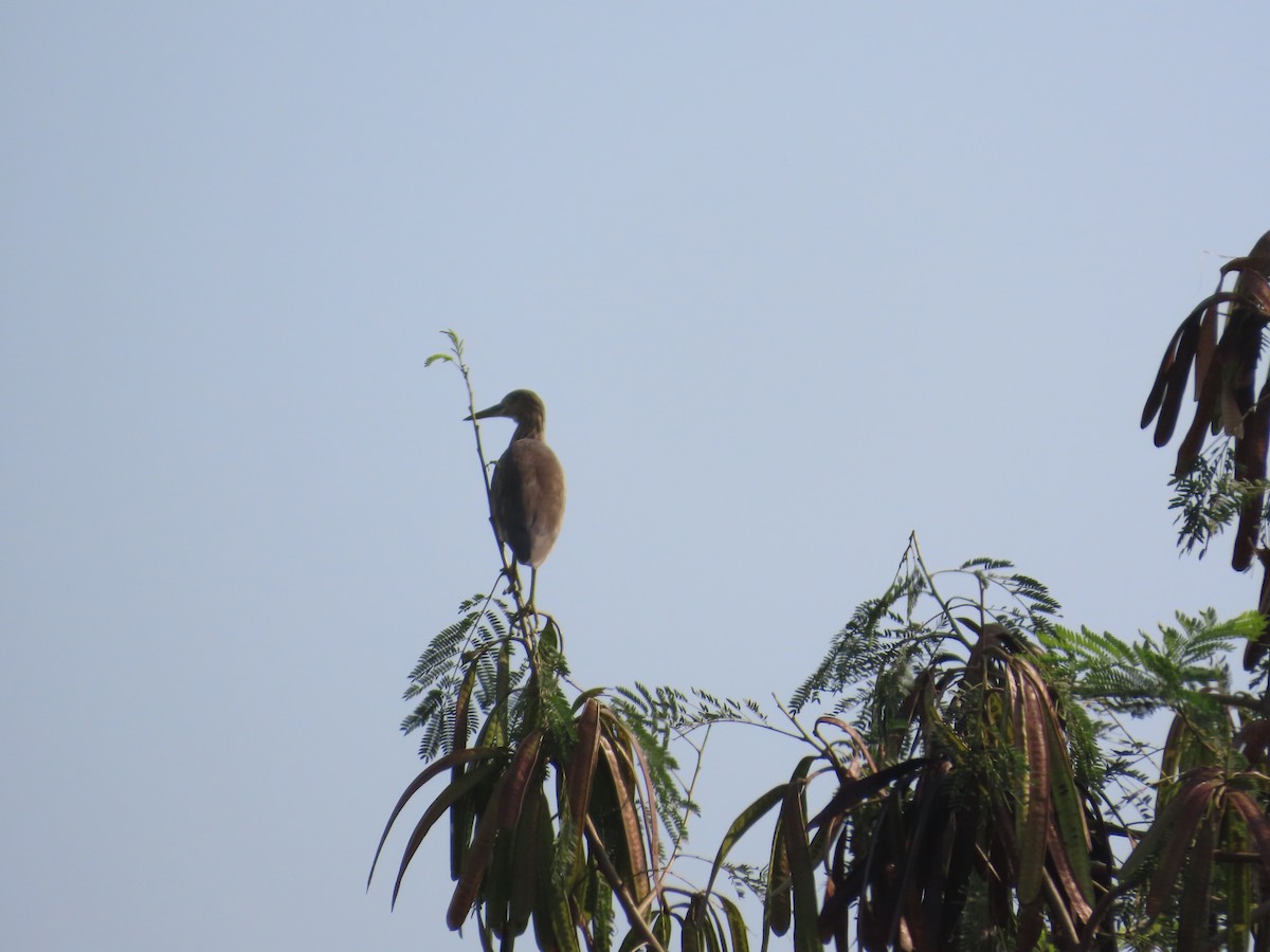 Indian Pond-Heron - ML645235561