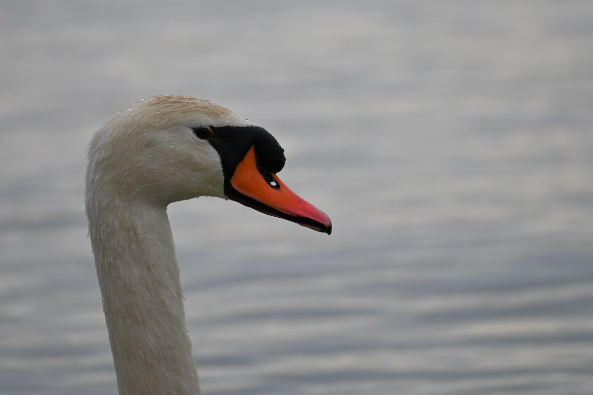 Лебідь-шипун - ML645235566