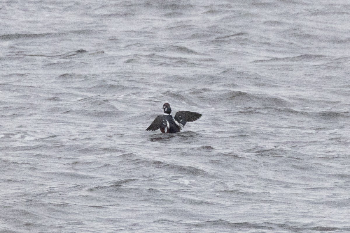 Harlequin Duck - ML645235574