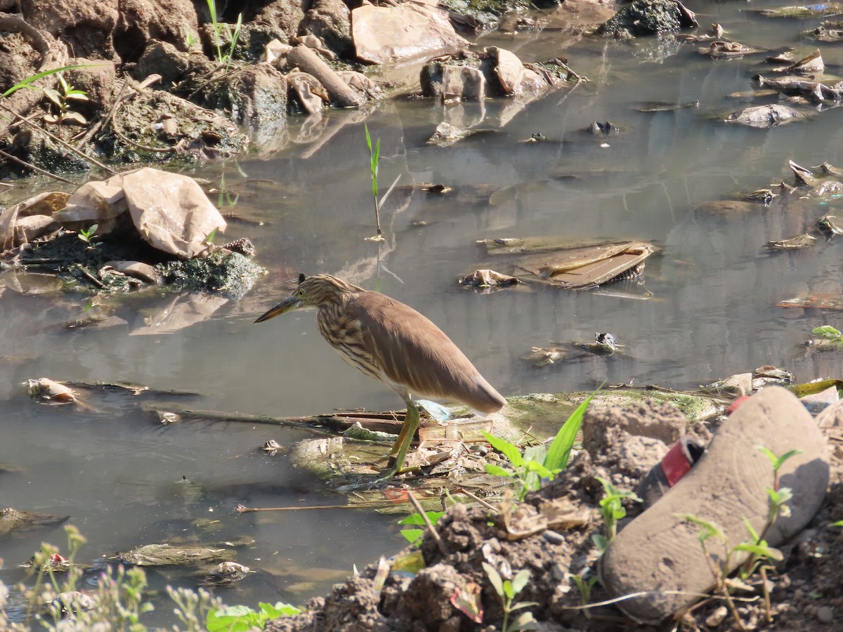 Indian Pond-Heron - ML645235576