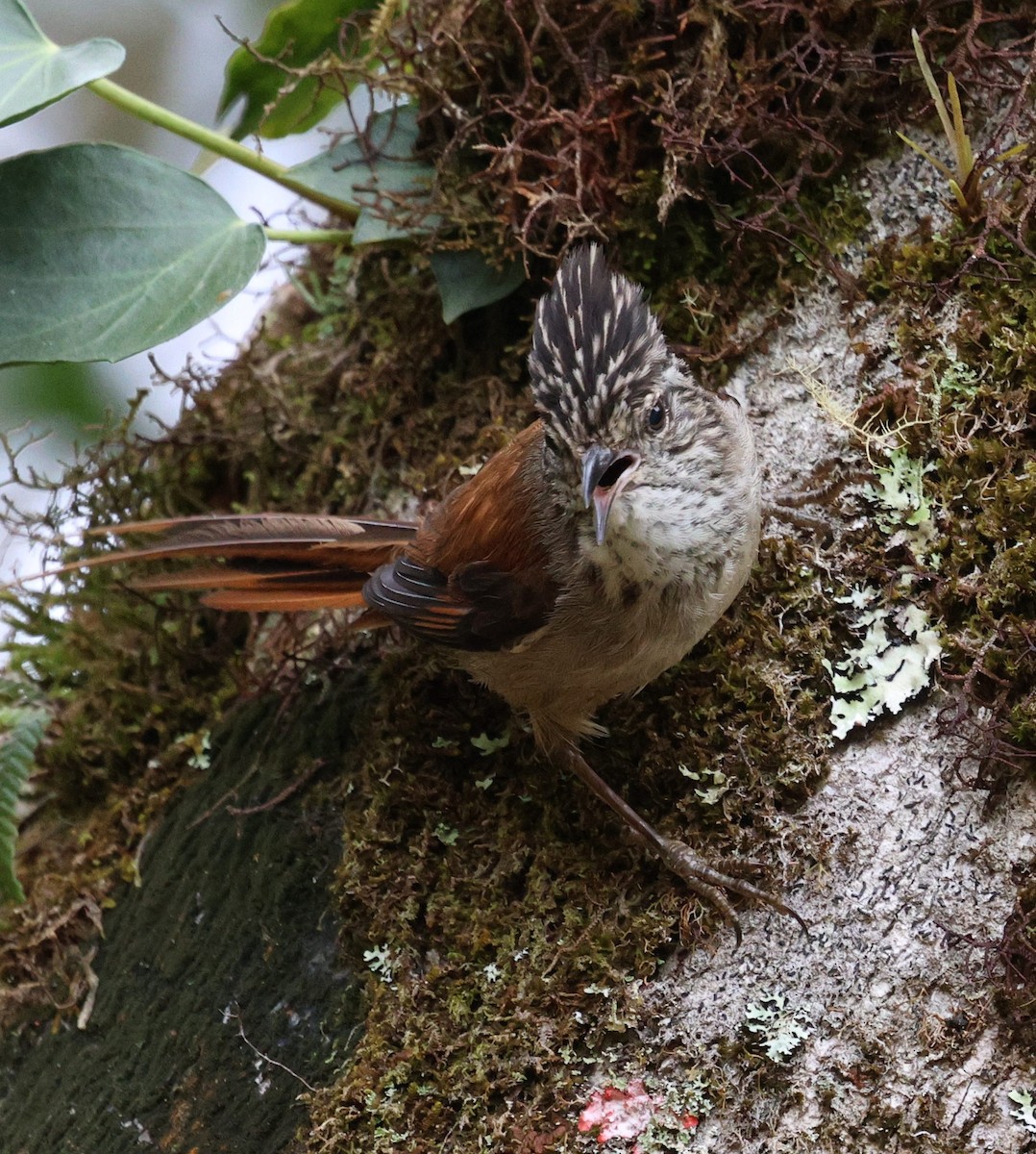 Araucaria Tit-Spinetail - ML645235579