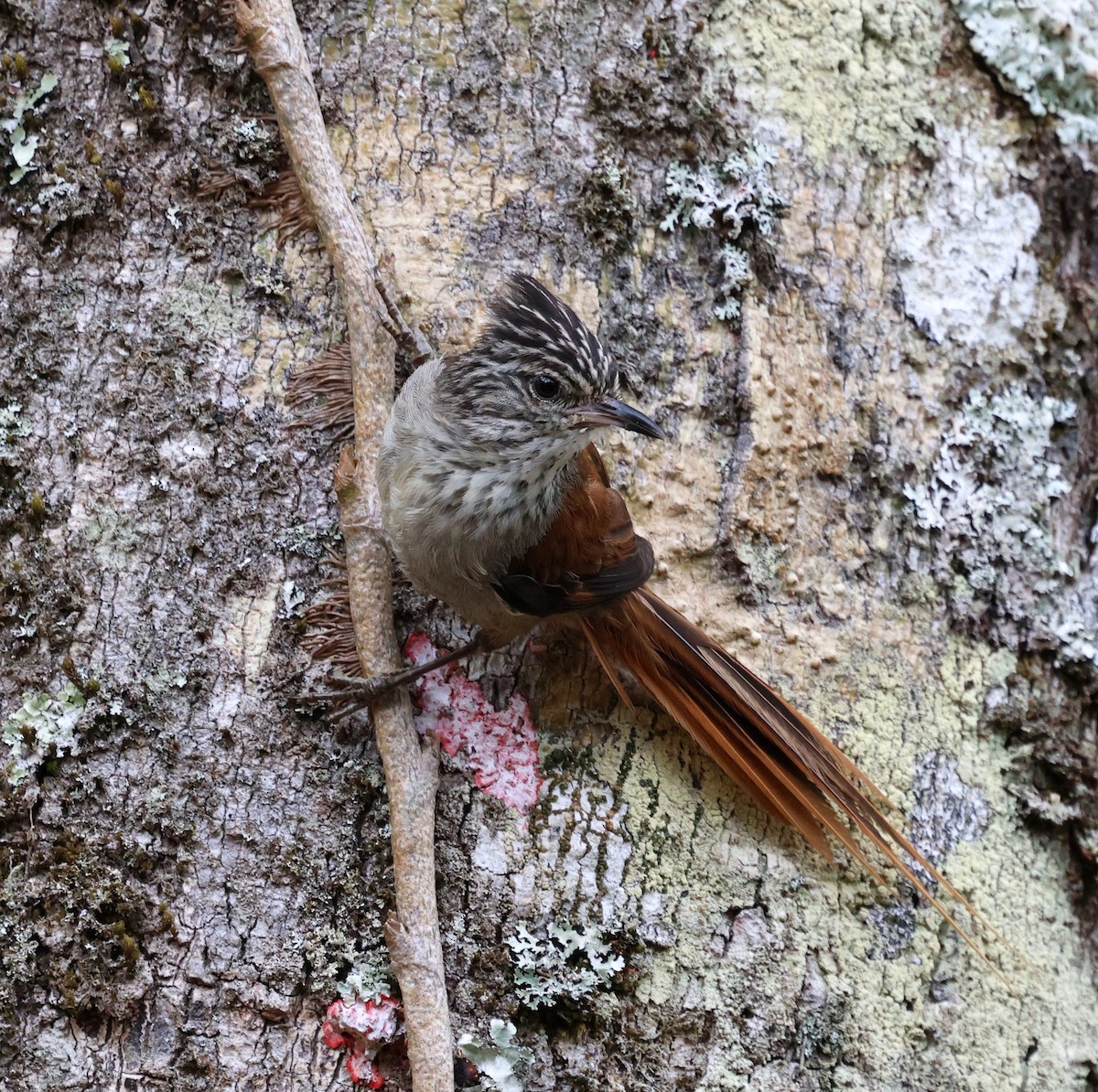 Araucaria Tit-Spinetail - ML645235582