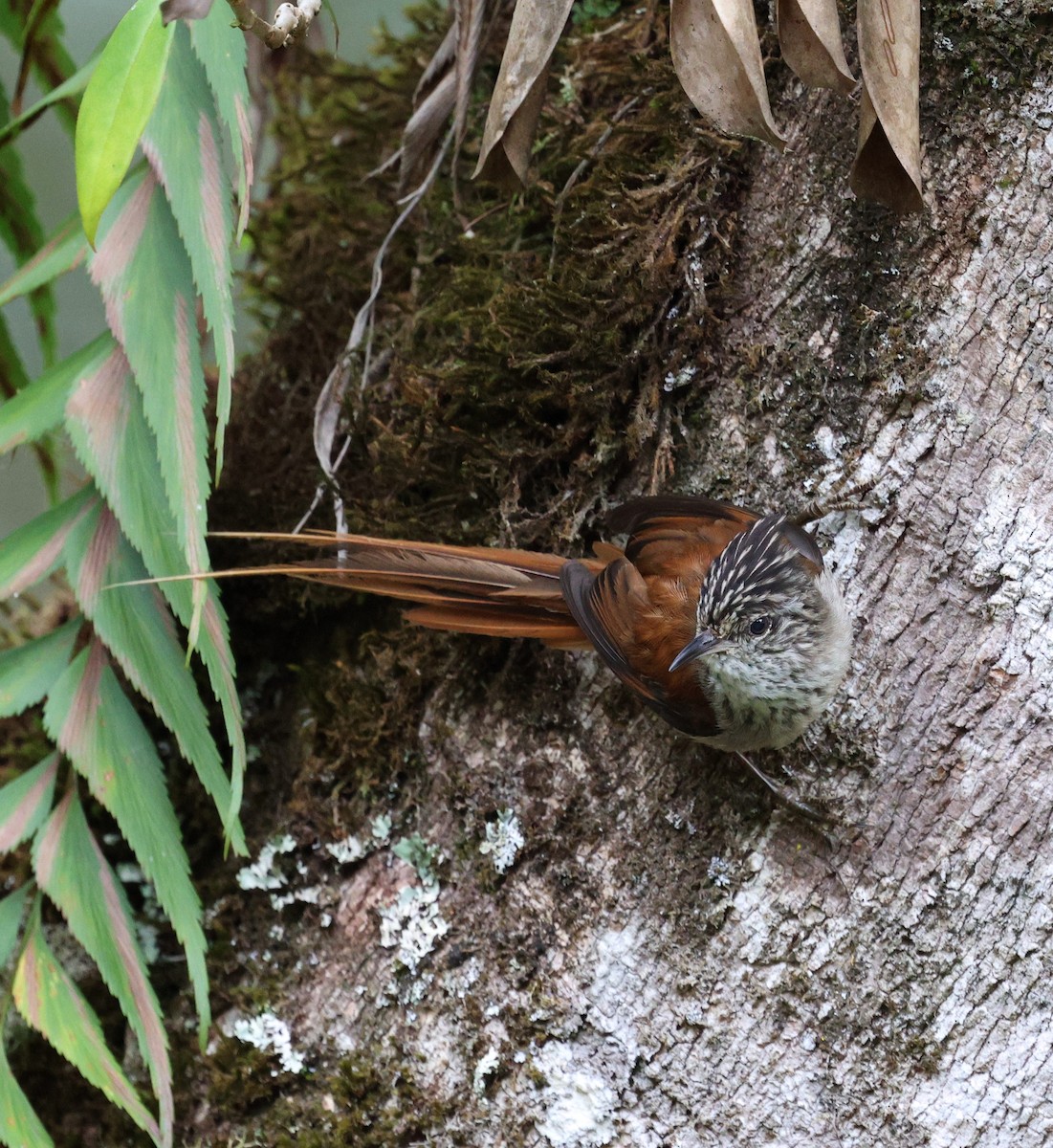 Araucaria Tit-Spinetail - ML645235583