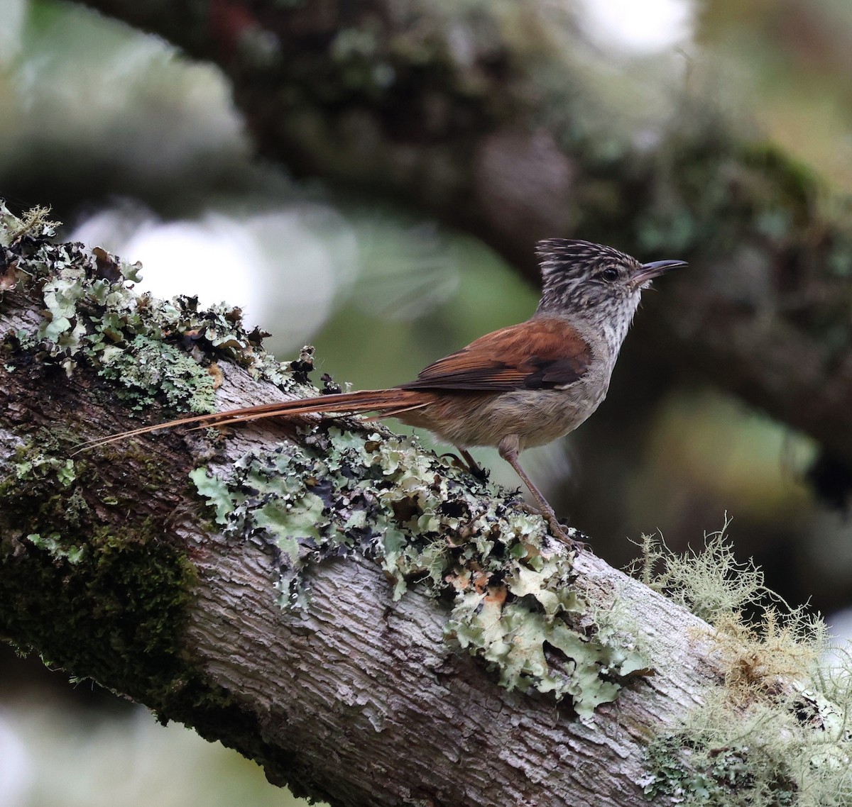 Araucaria Tit-Spinetail - ML645235584
