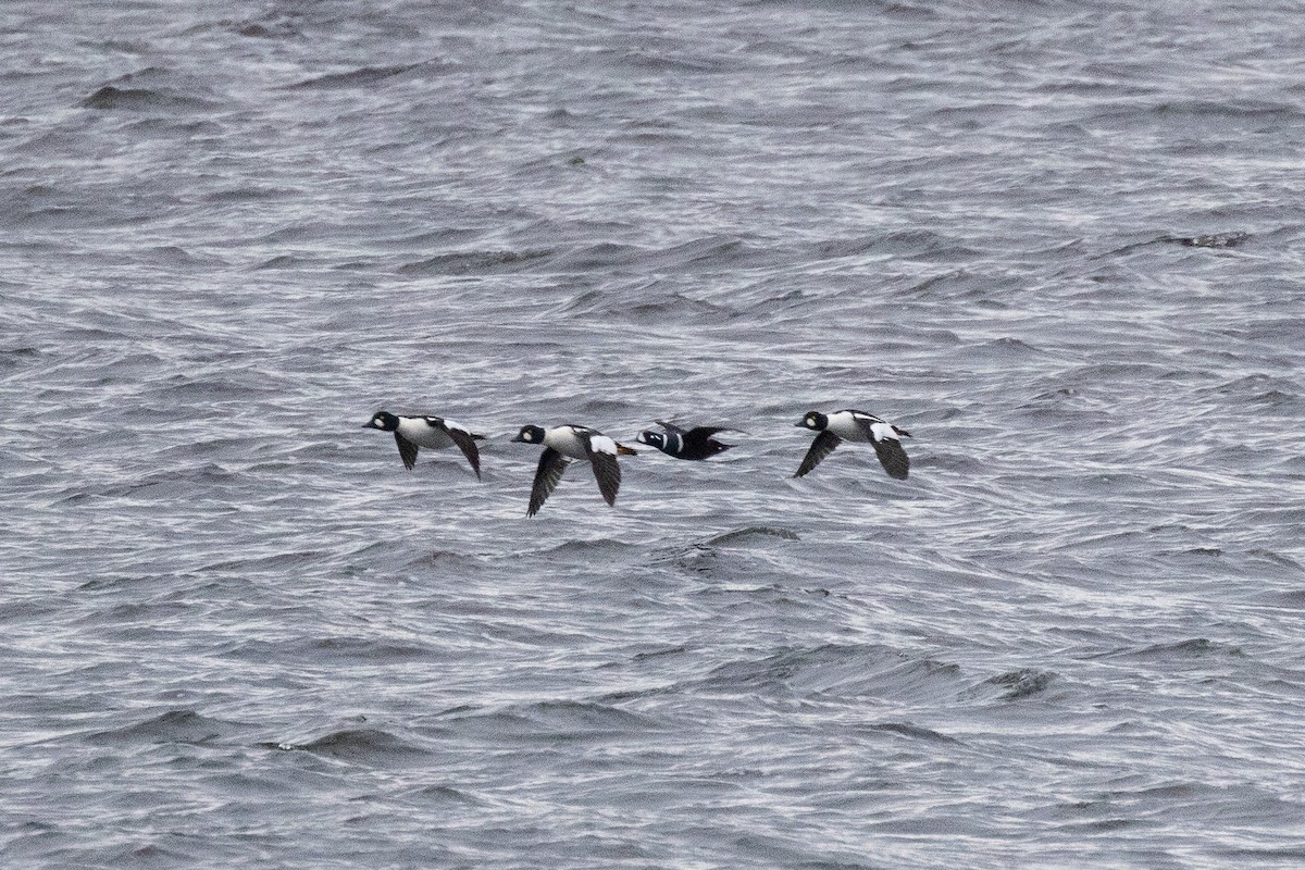 Harlequin Duck - ML645235590