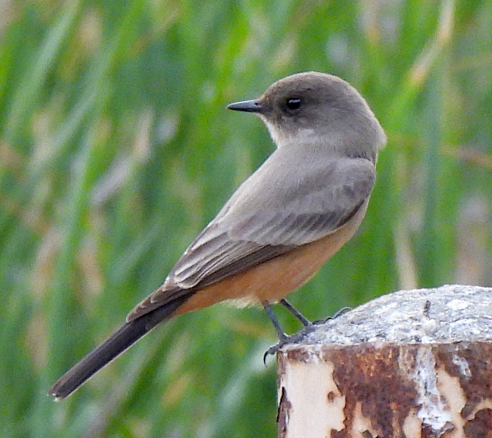 Say's Phoebe - ML645235592