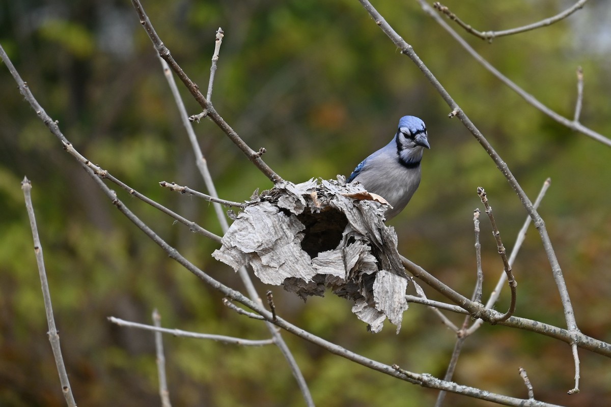Blue Jay - ML645235595