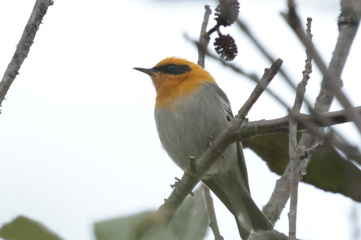 Olive Warbler - ML645235600