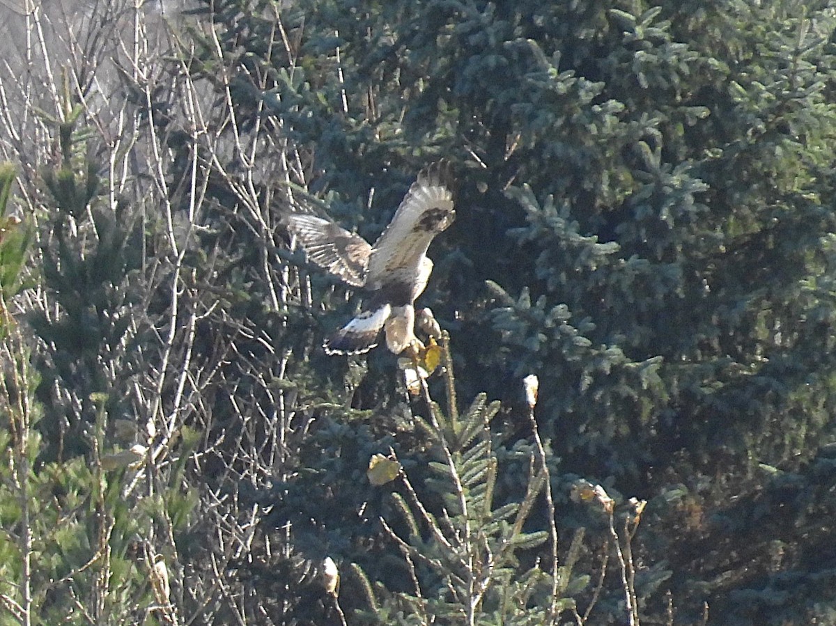 Rough-legged Hawk - ML645235603