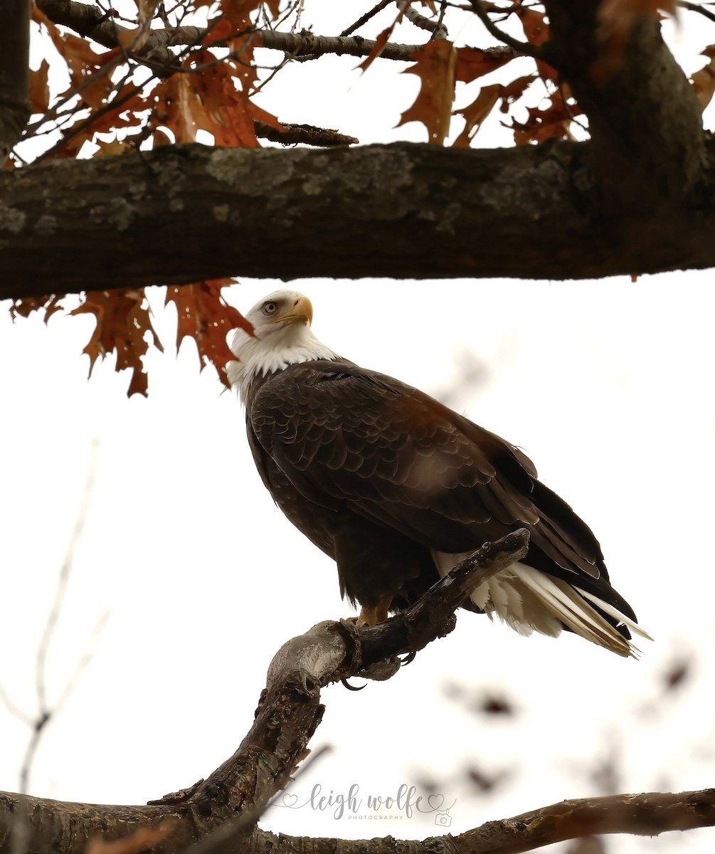 ハクトウワシ - ML645235604