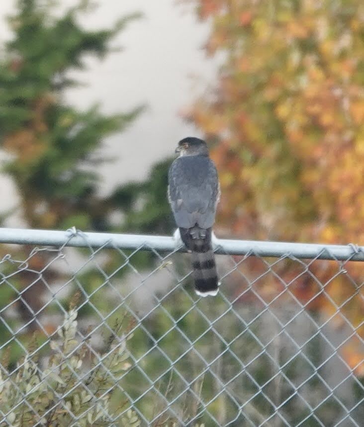Cooper's Hawk - ML645235606