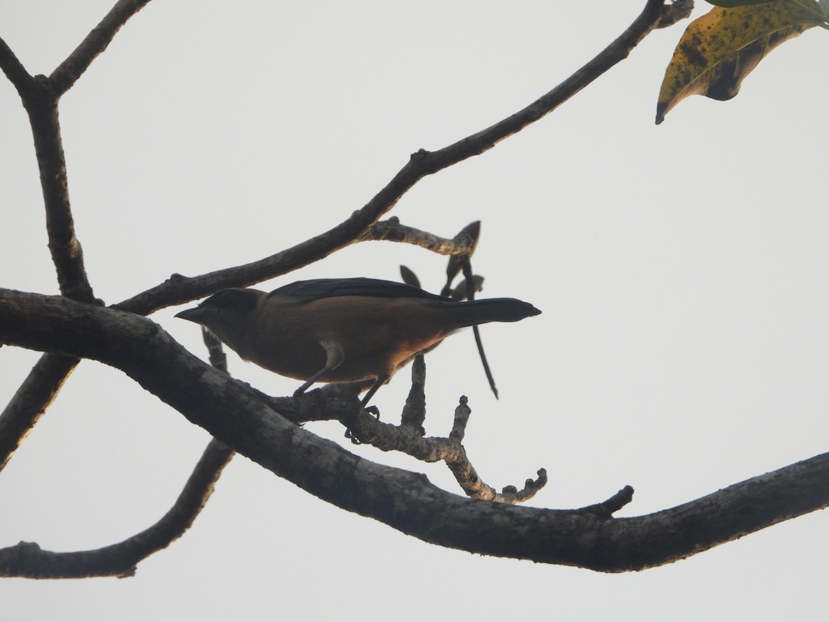 Burnished-buff Tanager - ML645235614