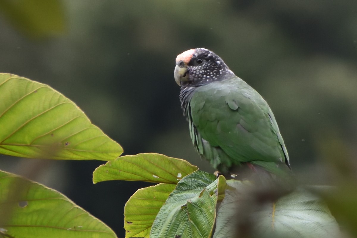 Beyaz Benekli Papağan - ML645235626