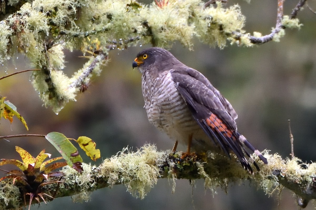 Yol Şahini - ML645235637