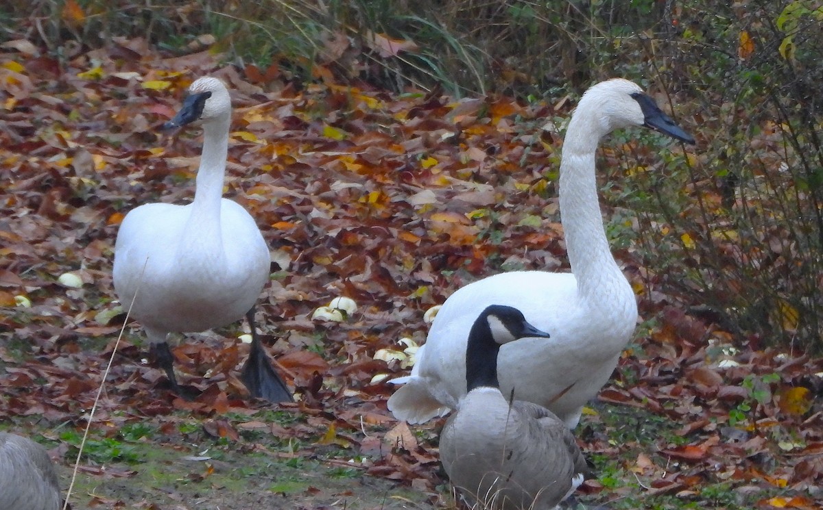Trumpeter Swan - ML645235643