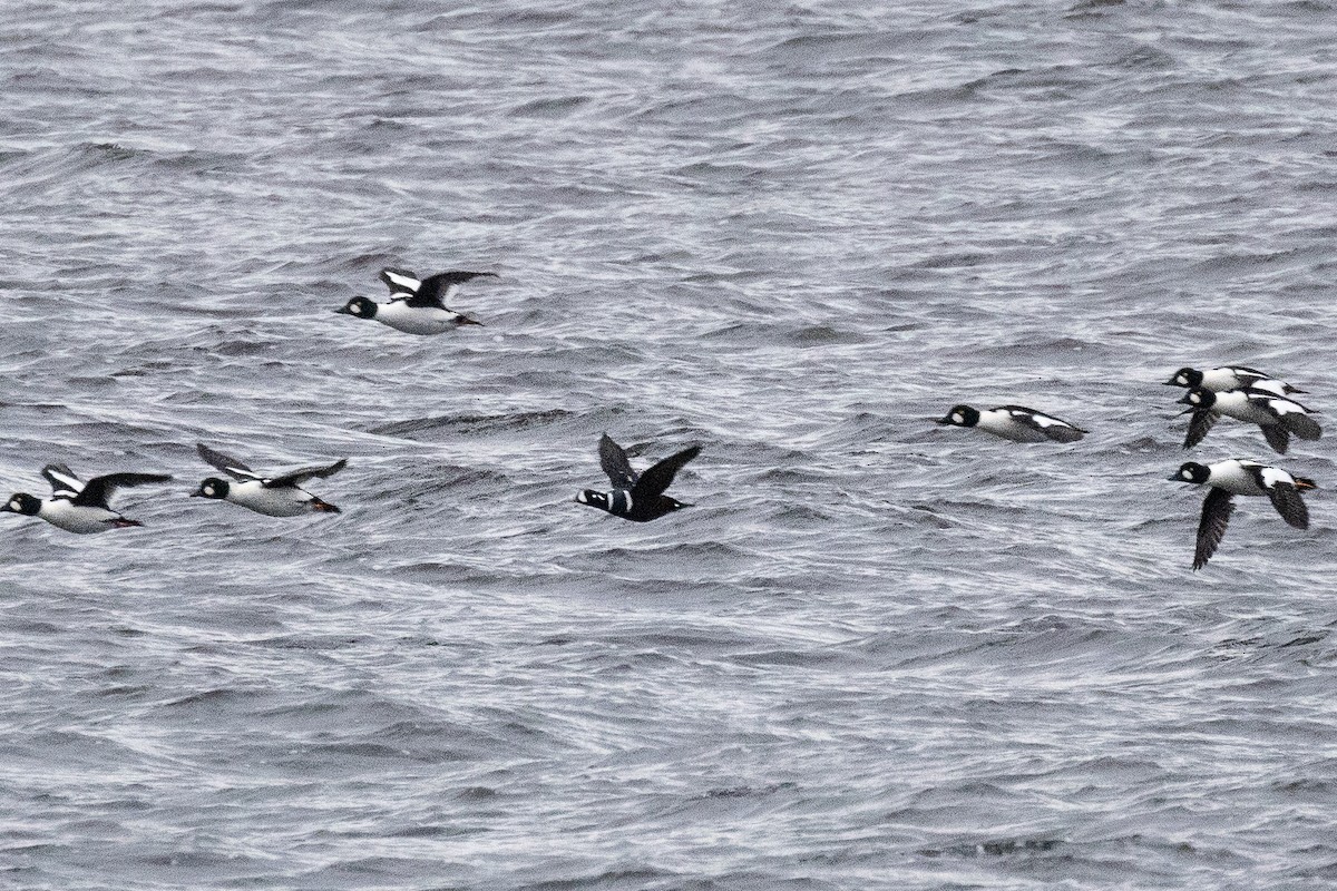 Harlequin Duck - ML645235650