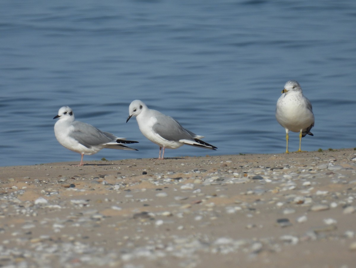 Bonaparte's Gull - ML645235666