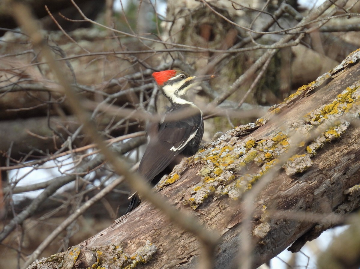 datel chocholatý - ML645235673