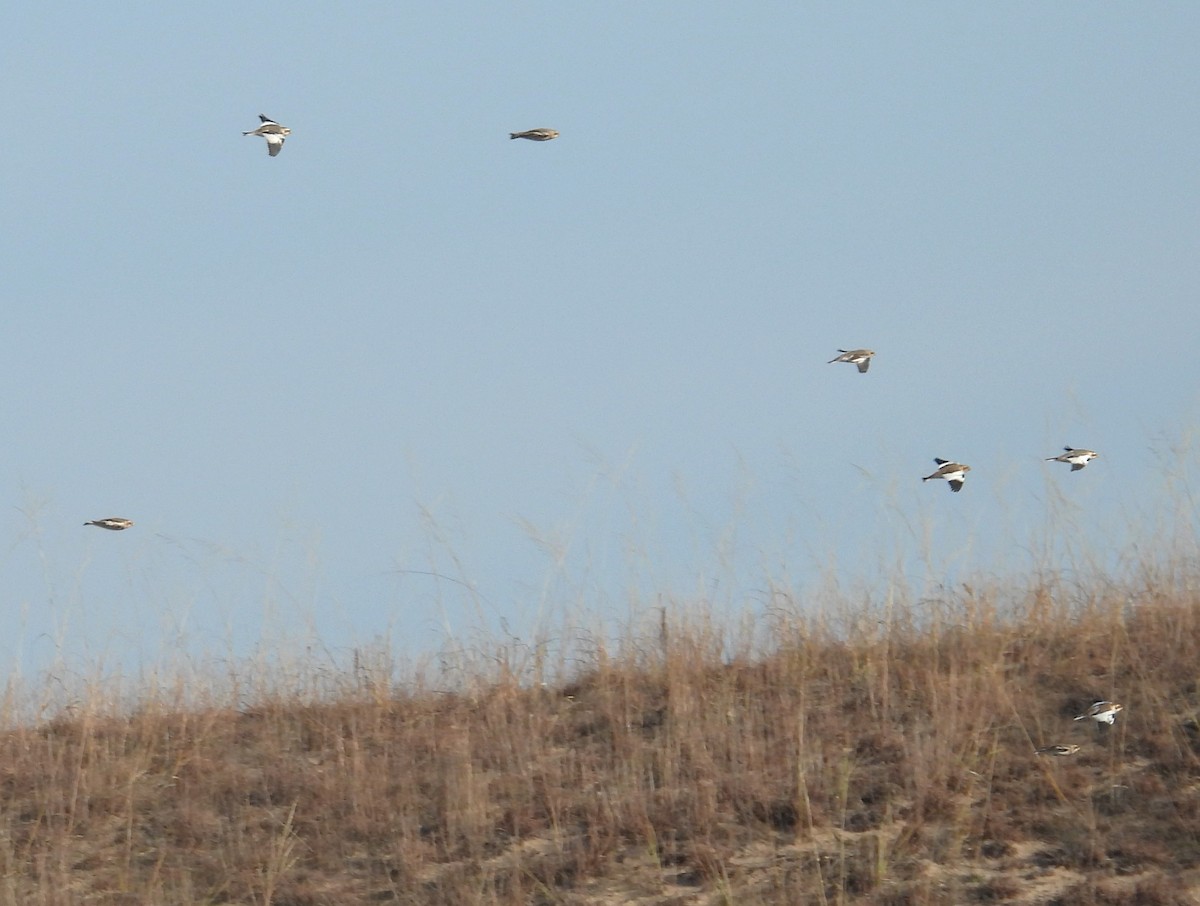 Snow Bunting - ML645235678