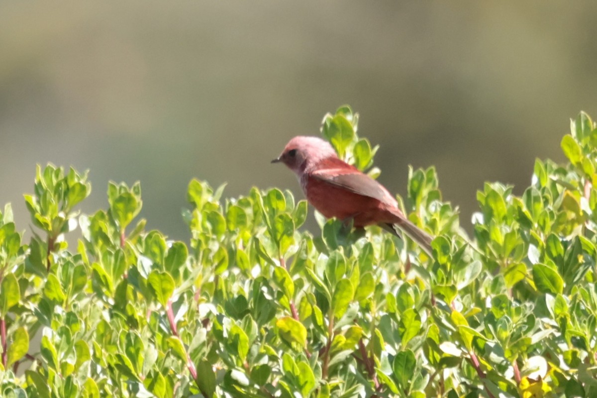 rosenparula - ML645235717