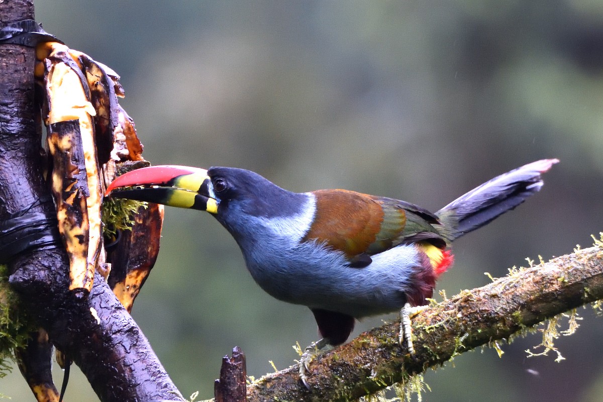 lavendeltukan - ML645235720