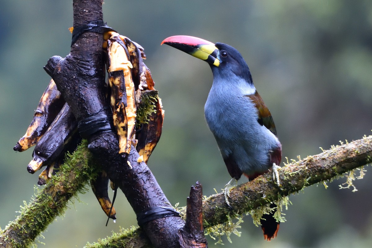 lavendeltukan - ML645235723