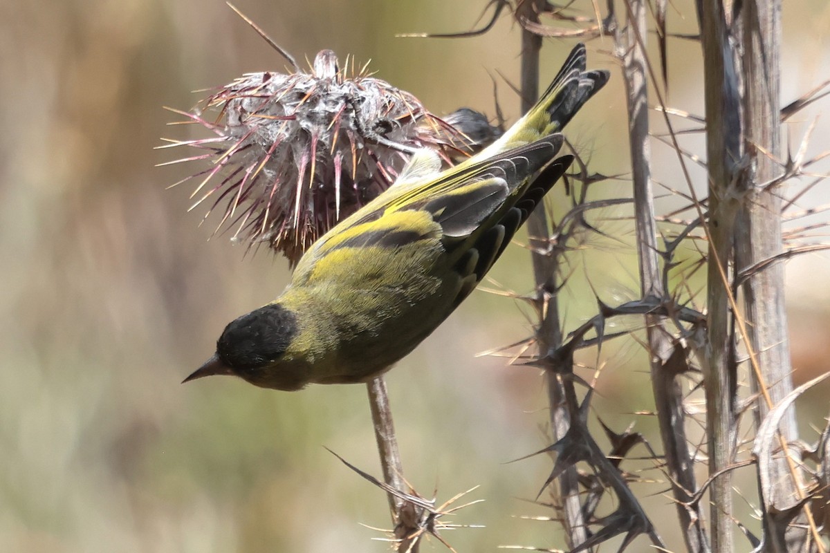 Kara Başlıklı İskete - ML645235724