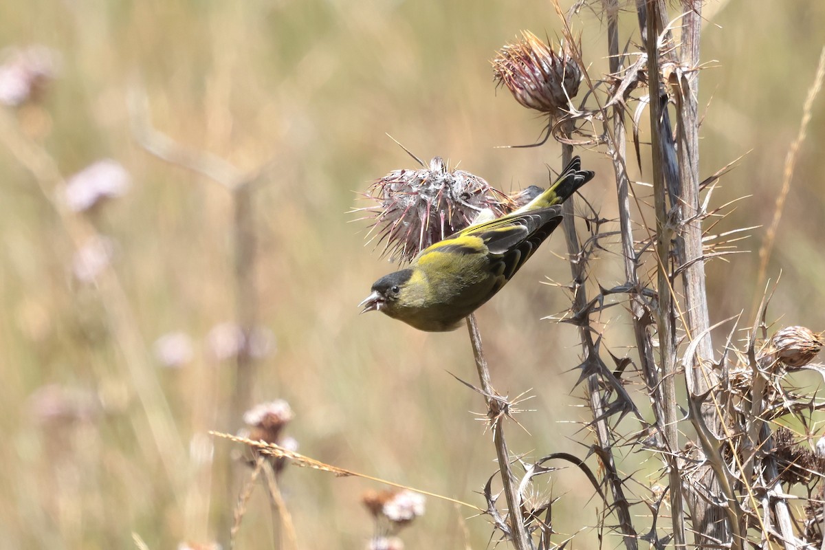 Kara Başlıklı İskete - ML645235725