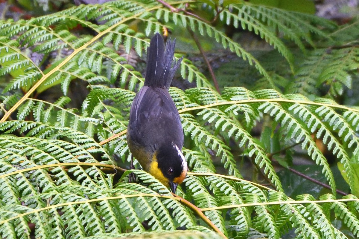 Pale-naped Brushfinch - ML645235732