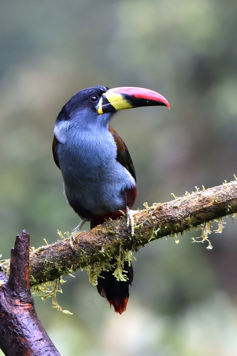 lavendeltukan - ML645235734