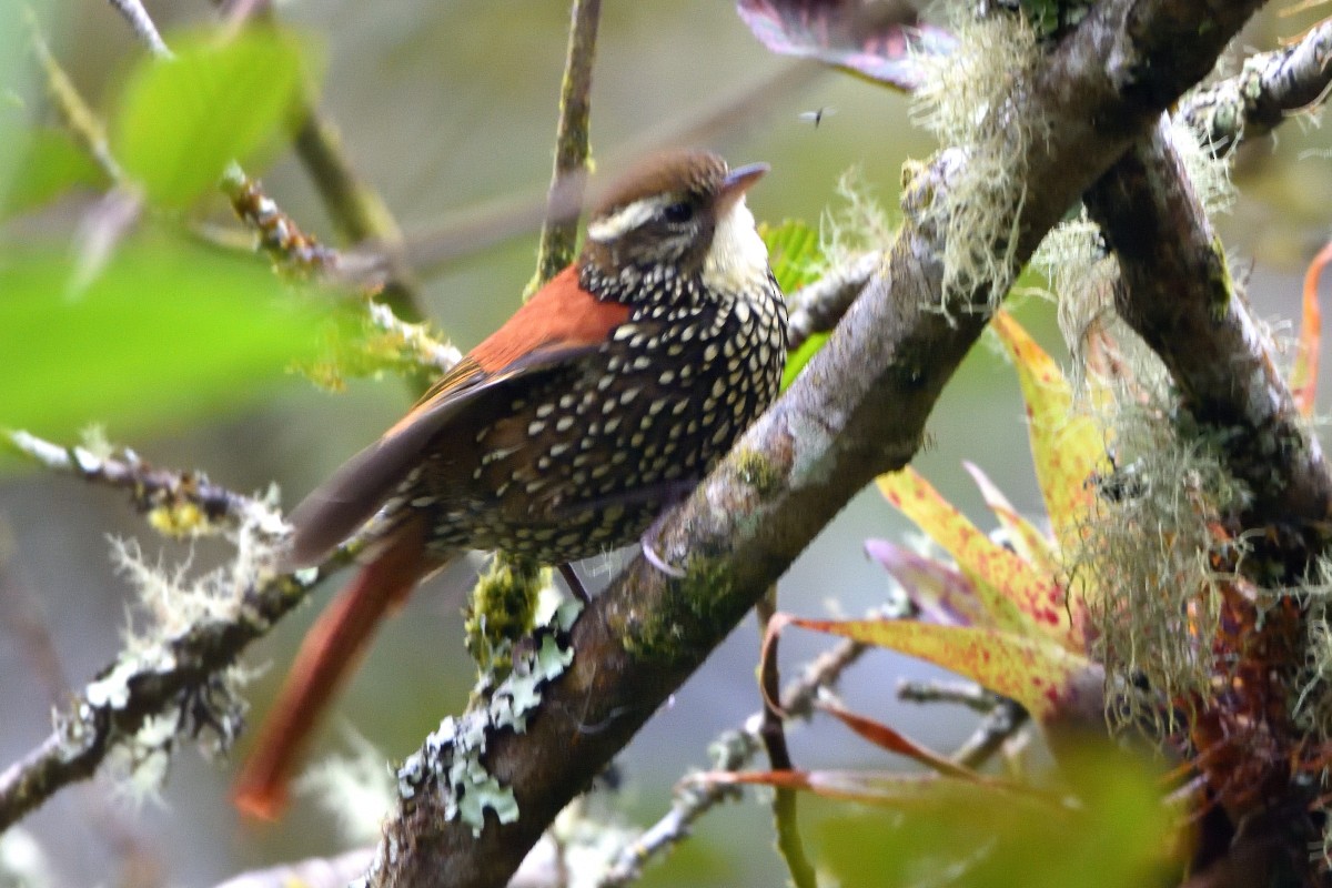 Pearled Treerunner - ML645235740