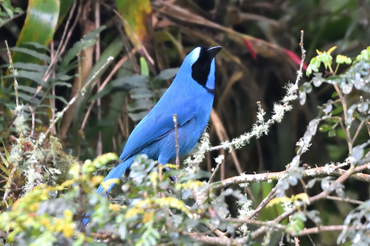 Turquoise Jay - ML645235742