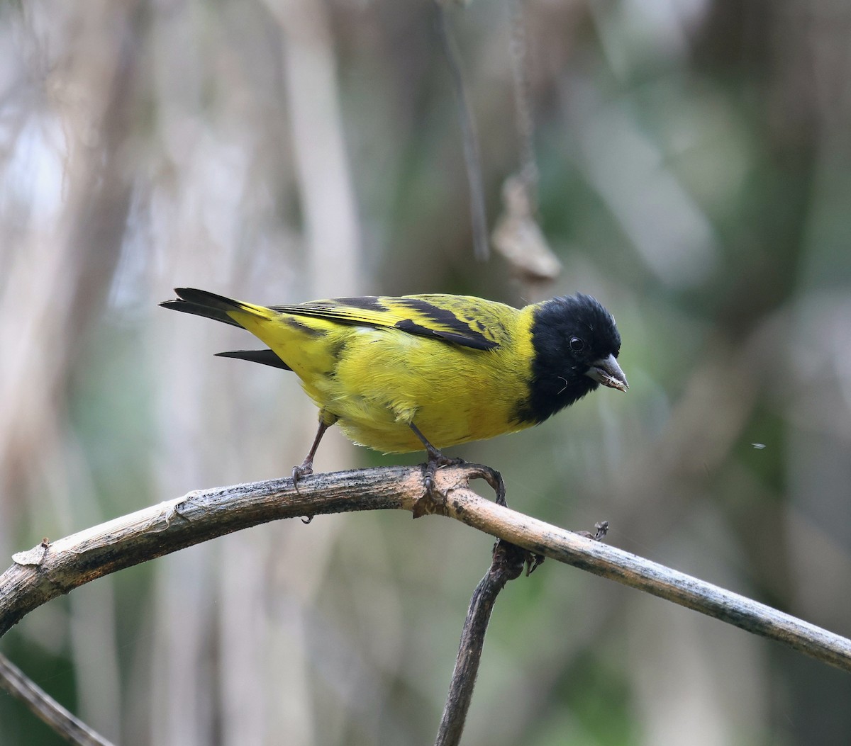 Hooded Siskin - ML645235757
