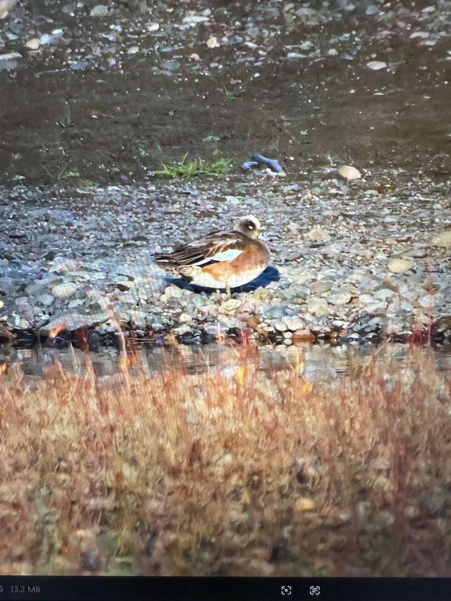 American Wigeon - ML645235777
