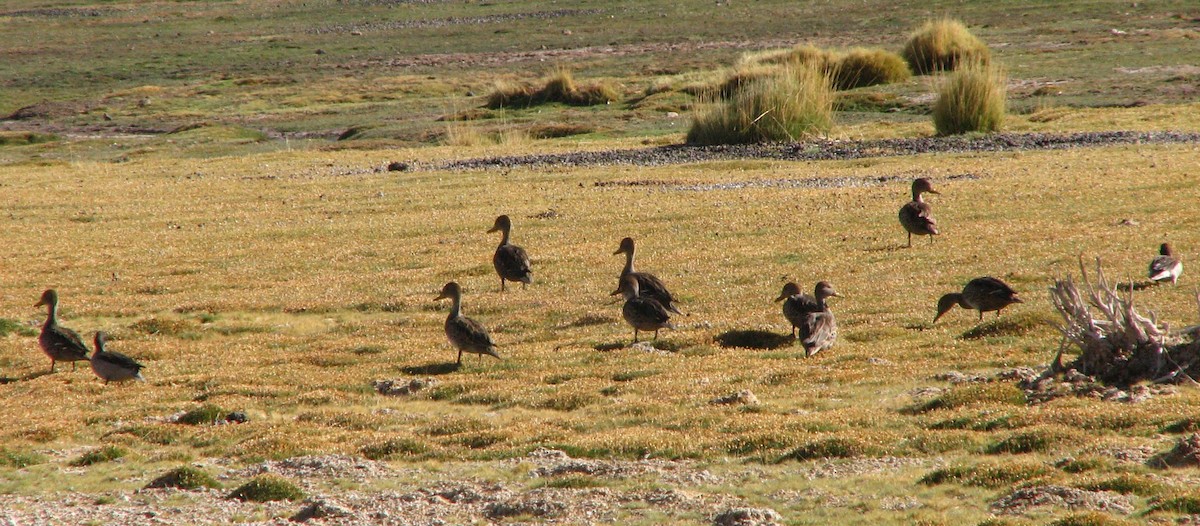 duck sp. - ML645235791