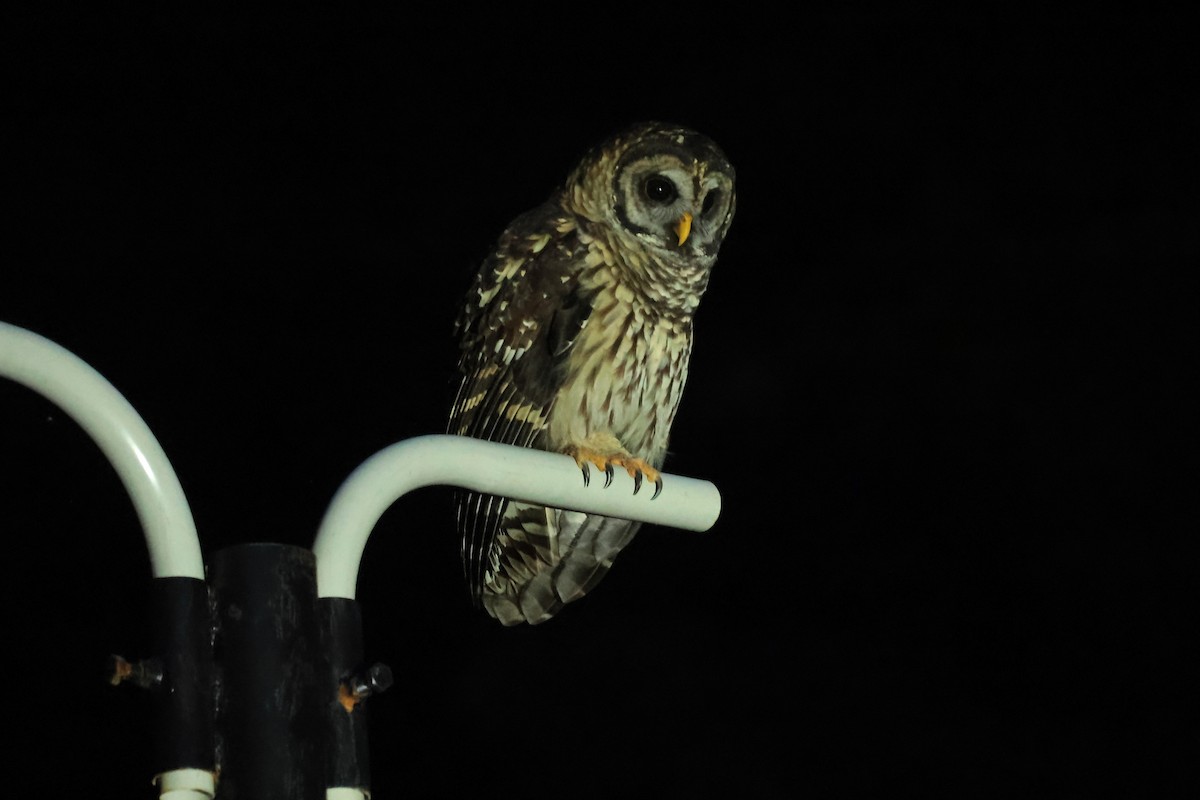 Fulvous Owl - ML645235804