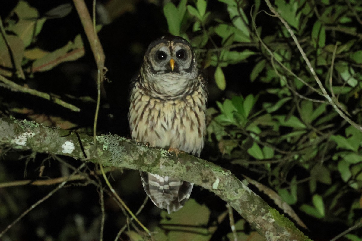 Fulvous Owl - ML645235805