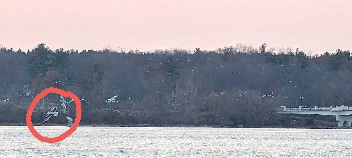 tanımsız Larinae sp. - ML645235806