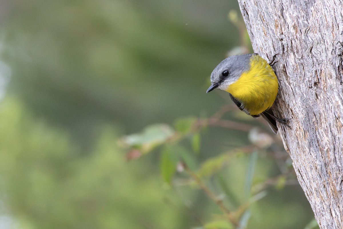 Doğulu Sarı Bülbül - ML645235819