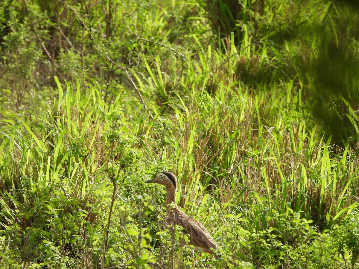 Kaşlı Kocagöz - ML645235820