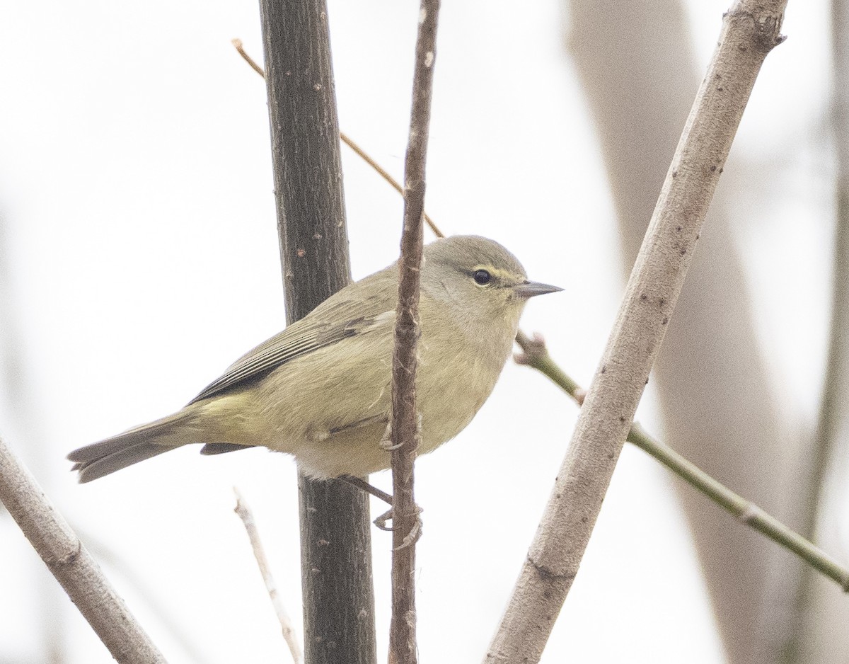 lesňáček hvězdičkový - ML645235827