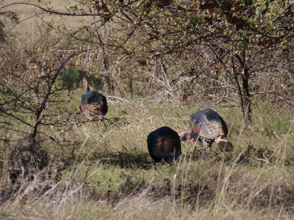 Wild Turkey - ML645235838
