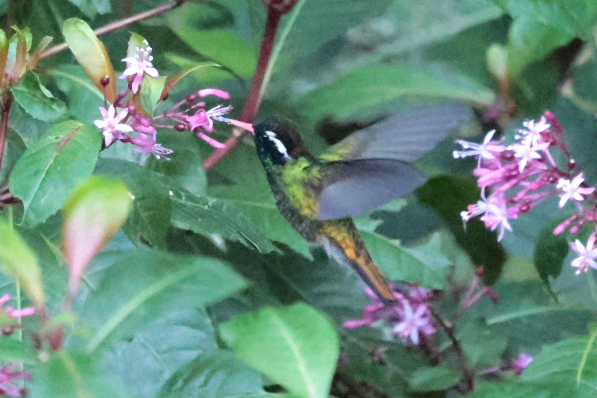 White-eared Hummingbird - ML645235839