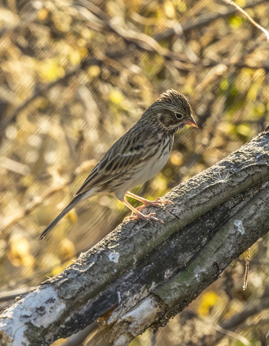 Vesper Sparrow - ML645235846