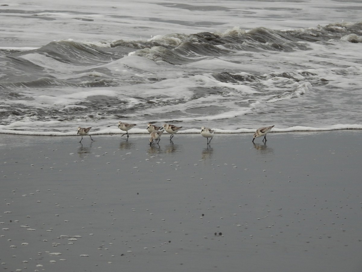 三趾濱鷸 - ML645235855